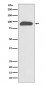 Anti-Chromogranin A CHGA Rabbit Monoclonal Antibody