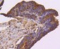 Anti-VEGF Receptor 1 FLT1 Rabbit Monoclonal Antibody