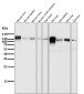 Anti-Integrin beta 1 ITGB1 Rabbit Monoclonal Antibody