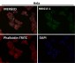 Anti-Alpha Synuclein SNCA Rabbit Monoclonal Antibody