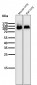 Anti-Integrin beta 3 ITGB3 Rabbit Monoclonal Antibody