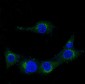 Anti-Amyloid beta A4 APP Rabbit Monoclonal Antibody