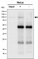 Anti-Amyloid beta A4 APP Rabbit Monoclonal Antibody