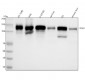 Anti-Integrin beta 1 ITGB1 Rabbit Monoclonal Antibody