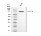 Anti-Myeloperoxidase MPO Rabbit Monoclonal Antibody