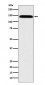 Anti-Leptin Receptor LEPR Rabbit Monoclonal Antibody