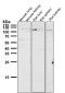 Anti-Leptin Receptor LEPR Rabbit Monoclonal Antibody