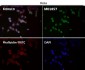 Anti-beta III Tubulin TUBB3 Rabbit Monoclonal Antibody
