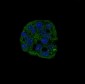 Anti-active Caspase-3 CASP3 Rabbit Monoclonal Antibody