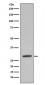Anti-Heme Oxygenase 1 HMOX1 Rabbit Monoclonal Antibody