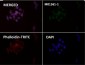 Anti-Integrin alpha V ITGAV Rabbit Monoclonal Antibody