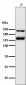 Anti-Integrin alpha V ITGAV Rabbit Monoclonal Antibody