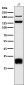 Anti-Integrin alpha V ITGAV Rabbit Monoclonal Antibody