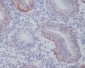 Anti-Integrin alpha 6 ITGA6 Rabbit Monoclonal Antibody