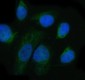 Anti-Integrin alpha 6 ITGA6 Rabbit Monoclonal Antibody