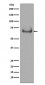 Anti-Lamin B Receptor LBR Rabbit Monoclonal Antibody