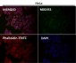 Anti-Integrin alpha 2 ITGA2 Rabbit Monoclonal Antibody
