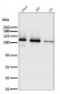 Anti-Integrin alpha 2 ITGA2 Rabbit Monoclonal Antibody
