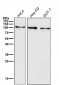 Anti-Insulin Receptor INSR Rabbit Monoclonal Antibody