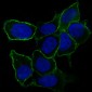 Anti-Integrin alpha 5 ITGA5 Rabbit Monoclonal Antibody