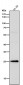 Anti-Interferon gamma IFNG Rabbit Monoclonal Antibody