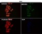 Anti-Integrin alpha V ITGAV Rabbit Monoclonal Antibody