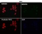 Anti-Integrin alpha V ITGAV Rabbit Monoclonal Antibody