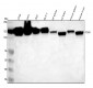 Anti-Integrin alpha V ITGAV Rabbit Monoclonal Antibody