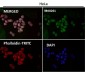 Anti-NAK/TBK1 (N-term) Rabbit Monoclonal Antibody