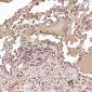 Anti-NAK/TBK1 (N-term) Rabbit Monoclonal Antibody
