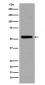 Anti-p53 (acetyl K370) TP53 Rabbit Monoclonal Antibody