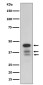Anti-cleaved Caspase-9 CASP9 Rabbit Monoclonal Antibody