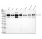 Anti-PIAS1+PIAS2+PIAS3 Rabbit Monoclonal Antibody