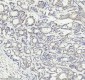 Anti-PIAS1+PIAS2+PIAS3 Rabbit Monoclonal Antibody