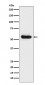 Anti-Lipoprotein lipase LPL Rabbit Monoclonal Antibody