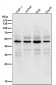 Anti-Lipoprotein lipase LPL Rabbit Monoclonal Antibody