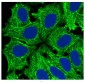 Anti-Actin (Alpha-Actin) ACTA1 Rabbit Monoclonal Antibody