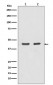 Anti-Actin (Alpha-Actin) ACTA1 Rabbit Monoclonal Antibody