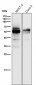 Anti-Wilms Tumor Protein WT1 Rabbit Monoclonal Antibody