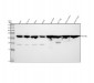 Anti-14-3-3 alpha + beta YWHAB Rabbit Monoclonal Antibody