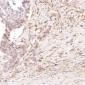 Anti-Glutamine Synthetase GLUL Rabbit Monoclonal Antibody