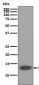 Anti-beta 2 Microglobulin B2M Rabbit Monoclonal Antibody