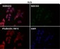 Anti-PI 3 Kinase p85 beta PIK3R2 Rabbit Monoclonal Antibody
