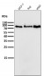 Anti-PI 3 Kinase p85 beta PIK3R2 Rabbit Monoclonal Antibody