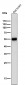 Anti-Tyrosine Hydroxylase TH Rabbit Monoclonal Antibody