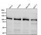 Anti-PI3 Kinase p110 beta PIK3CB Rabbit Monoclonal Antibody