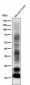Anti-Myelin Basic Protein MBP Rabbit Monoclonal Antibody