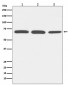Anti-Bovine Serum Albumin Rabbit Monoclonal Antibody