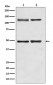 Anti-NF-Kappa B (p105/p50) NFKB1 Rabbit Monoclonal Antibody