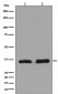 Anti-Lactate Dehydrogenase LDHA Rabbit Monoclonal Antibody